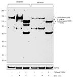 CD56 Antibody in Western Blot (WB)