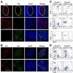 CD45R (B220) Antibody in Flow Cytometry (Flow)