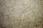 Granzyme A Antibody in Immunohistochemistry (Paraffin) (IHC (P))