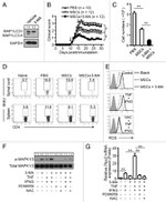 IFN gamma Antibody in Western Blot (WB)