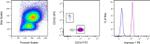 Arginase 1 Antibody in Flow Cytometry (Flow)