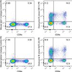 Granzyme B Antibody