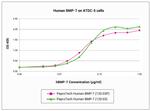 Human BMP-7 Protein in Functional Assay (Functional)