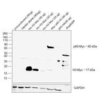 c-Myc Antibody in Western Blot (WB)