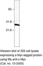 c-Myc Antibody in Western Blot (WB)