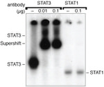 STAT3 Antibody in Gel Shift (GS)