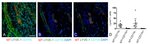 CD11b Antibody in Immunohistochemistry (IHC)