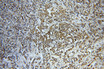 STAT5A Antibody in Immunohistochemistry (Paraffin) (IHC (P))