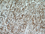 STAT5A Antibody in Immunohistochemistry (Paraffin) (IHC (P))