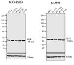 MEK1 Antibody