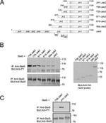 STAT5 alpha Antibody in Western Blot, Immunoprecipitation (WB, IP)