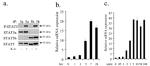 STAT5 beta Antibody in Immunoprecipitation (IP)