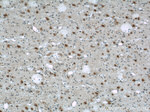 PRDX6 Antibody in Immunohistochemistry (Paraffin) (IHC (P))