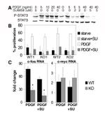 STAT3 Antibody in Western Blot (WB)