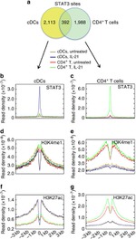 STAT3 Antibody in ChIP Assay (ChIP)