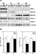 alpha Tubulin Antibody in Western Blot (WB)