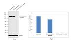 CD107a (LAMP-1) Antibody in Western Blot (WB)