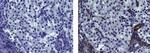 Mouse IgG1 kappa Isotype Control in Immunohistochemistry (Paraffin) (IHC (P))