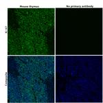 Ki-67 Antibody in Immunohistochemistry (Paraffin) (IHC (P))