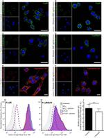 CD16/CD32 Antibody in Flow Cytometry (Flow)