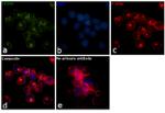 CD49d (Integrin alpha 4) Antibody in Immunocytochemistry (ICC/IF)