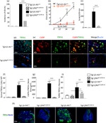 CD117 (c-Kit) Antibody in Immunohistochemistry (IHC)