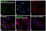 CD304 (Neuropilin-1) Antibody in Immunocytochemistry (ICC/IF)