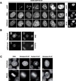 Ki-67 Antibody in Immunocytochemistry (ICC/IF)