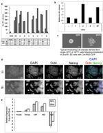 GSK3 alpha/beta Antibody in Immunocytochemistry (ICC/IF)