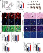 Endomucin Antibody in Immunohistochemistry (IHC)