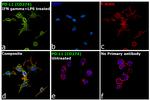 CD274 (PD-L1, B7-H1) Antibody