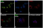 PAX5 Antibody