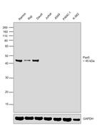 PAX5 Antibody in Western Blot (WB)