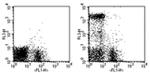 Ly-6G/Ly-6C Antibody in Flow Cytometry (Flow)