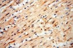 Lin28A Antibody in Immunohistochemistry (Paraffin) (IHC (P))