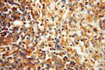 Lin28A Antibody in Immunohistochemistry (Paraffin) (IHC (P))