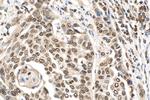 Histone-H3 Antibody in Immunohistochemistry (Paraffin) (IHC (P))