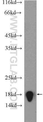 Histone-H3 Antibody in Western Blot (WB)