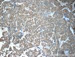 CFTR Antibody in Immunohistochemistry (Paraffin) (IHC (P))