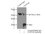 Claudin 18 Antibody in Immunoprecipitation (IP)