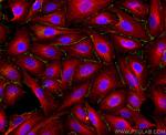 ZO-1 Antibody in Immunocytochemistry (ICC/IF)