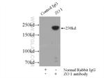 ZO-1 Antibody in Immunoprecipitation (IP)