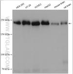 ZO-1 Antibody in Western Blot (WB)