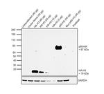 HA Tag Antibody