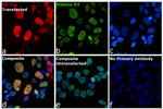 HA Tag Antibody in Immunocytochemistry (ICC/IF)