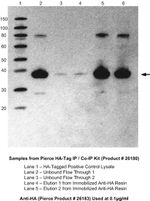 HA Tag Antibody in Western Blot (WB)