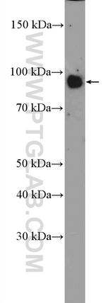 ATG9A Antibody in Western Blot (WB)