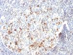 CD57/B3GAT1 (Natural Killer Cell Marker) Antibody in Immunohistochemistry (Paraffin) (IHC (P))