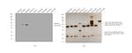 Goat IgG (H+L) Secondary Antibody in Western Blot (WB)