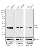 Mouse IgG (H+L) Secondary Antibody in Western Blot (WB)